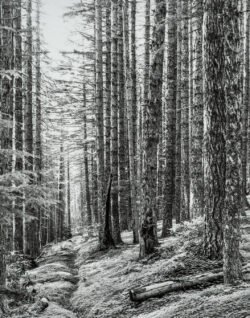 McKenzie Wilderness, OR ©1984
