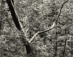 Madrone, OR ©1982
